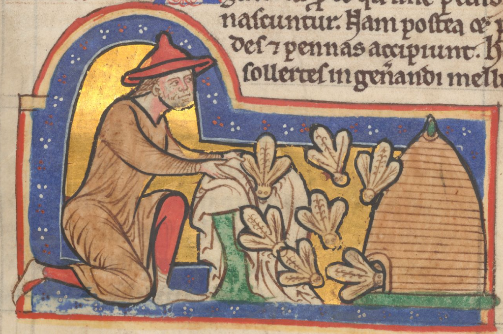 Medieval manuscript illustration of a beekeeper on one knee tending to his giant bees (as big as his own head), who fly towards the entrance of their hive.