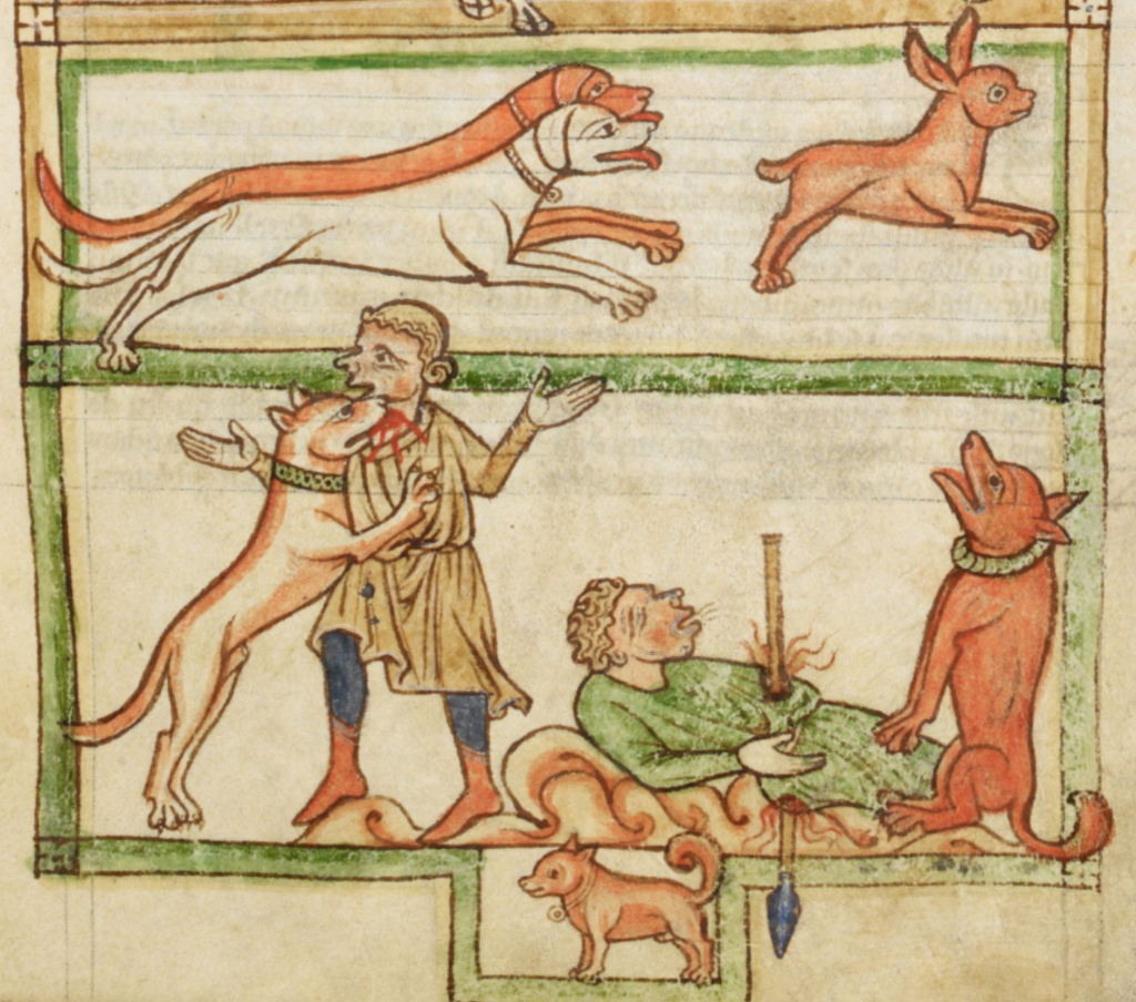 Medieval manuscript image of two hunting dogs pursuing a hare; below is a dog biting a man’s throat while another man lies with a spear through him and a dog sitting beside him; another small dog appears below that.