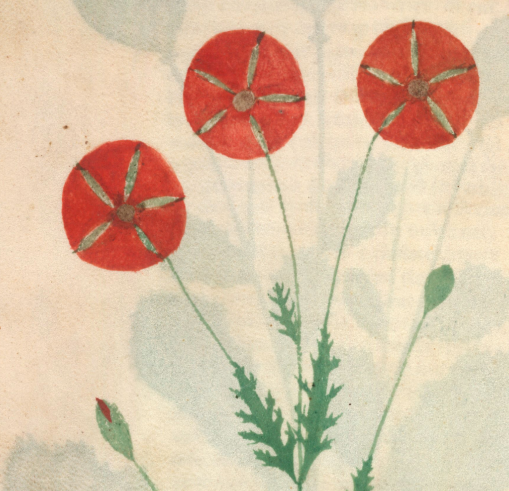 Medieval manuscript image of three red poppies in bloom and a couple of closed buds.