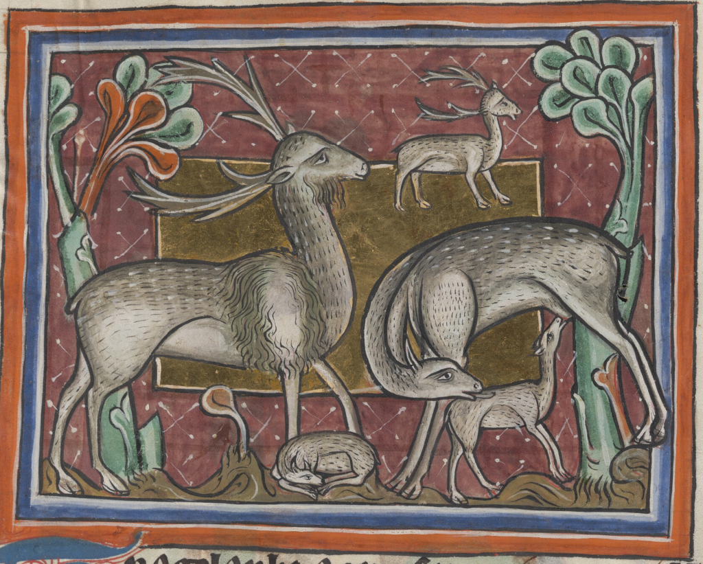 Medieval manuscript image of a family of deer; the buck stands tall with antlers and a hairy chin, a fawn curled up before him, while the doe bends her neck to lick the back of a nursing fawn; another, smaller buck is in the background.