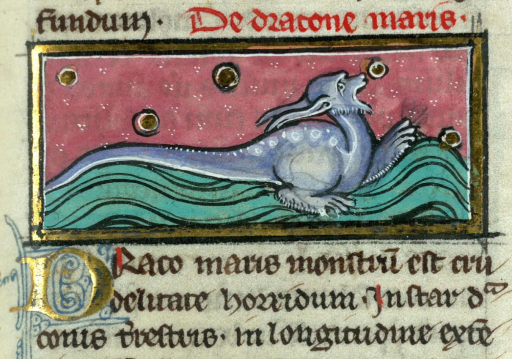Medieval manuscript image of a sea dragon swimming in the water, a creature with long ears, snout, long tail, and webbed feet.
